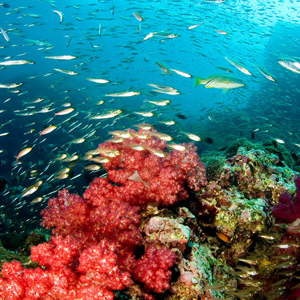 SHARK POINT, KING CRUISER & KOH DOC MAI - Diving Trip (from Phuket)