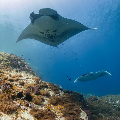 LIVEABOARD 5 days / 4 nights - Koh Haa, Hin Daeng & Hin Muang, Koh Phi Phi