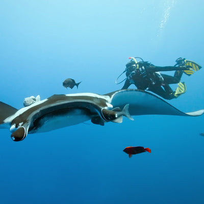 KOH BON & TACHAI- Diving trip (from Khao Lak)